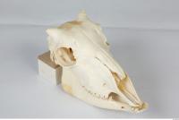 Skull Sheep - Ovis aries 0016